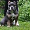 Pocket American Bully for sale!