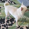 AKC Chihuahua Service Available