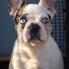 French Bulldog Stud Intro Rate