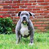 XXL pitbull puppy (male)