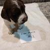 Brittany pups born August 30, 2025