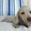 Mini Dachshund smooth pale cream male