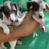 Dachshund mini puppies