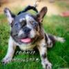 For sale French Bulldog puppies AKC 3mths old