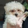Maltese / toy poodle