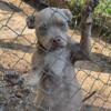 American bully puppy for sale