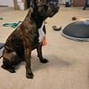 Almost 2 Year old Beautiful brindle,  male intact oeb