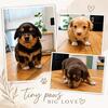 CHIWEENIES PUPPIES