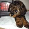 Miniature Poodle puppies