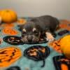 American Bully Puppies For Sale 