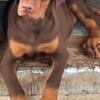 Doberman puppy