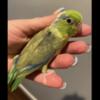 Parrotlet babies for sale