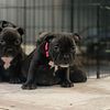 Micro Bully Puppies Almost Ready for a Home