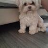 Shih tzu/maltese Male