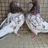 Pigeons High flyers