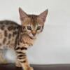 F2 SAVANNAH GIRL AVAILABLE EXOTIC LEOPARD SPOTS MUST SEE 