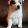 Beautiful toy Australian shepherd puppies