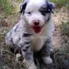 Mini Australian shepherd male blue merle