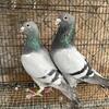 Pigeons