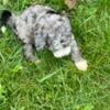 Male mini bernedoodle ready now