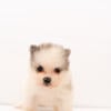 Pomeranian puppies for rehoming