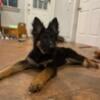 ALC long coat German shepherd puppies