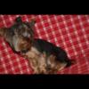 Yorkie male 2year old