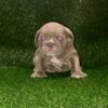 American Bully Micro Exotic Bully Puppies