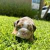 English Bulldog puppies