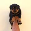 World Class AKC European Rottweiler Puppies