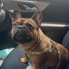 2yo AKC French bulldog female