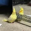 Cockatiel for sale