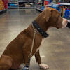 Red nose pit 4 month old puppy