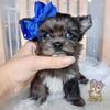 Rare Merle Morkie Maui