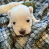 Westie puppies