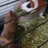 2 female guinea pigs