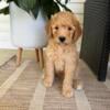 Goldendoodle puppies