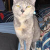 Blue Cream Russian Blue X Siamese Cat