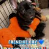 French bulldog puppy