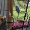 Cockatiel/Budgie