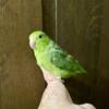 One Female Parrotlet READY for a new home-PRICE REDUCED!