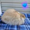 Angora Rabbits for sale