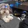 Coco and Remi