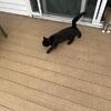 Female black cat 8month old no shots not spade