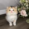 Very cute and fluffy Persian Kitten