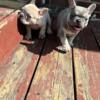 7 week French Bulldogs puppies