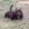 Micro bully female