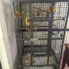 Two conures