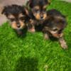 Teacup Male Yorkie $800 pet home only Ready to go