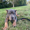 XL American Bully pups